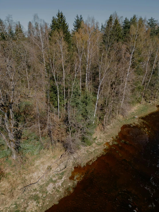 trees line a river bank in a wooded area