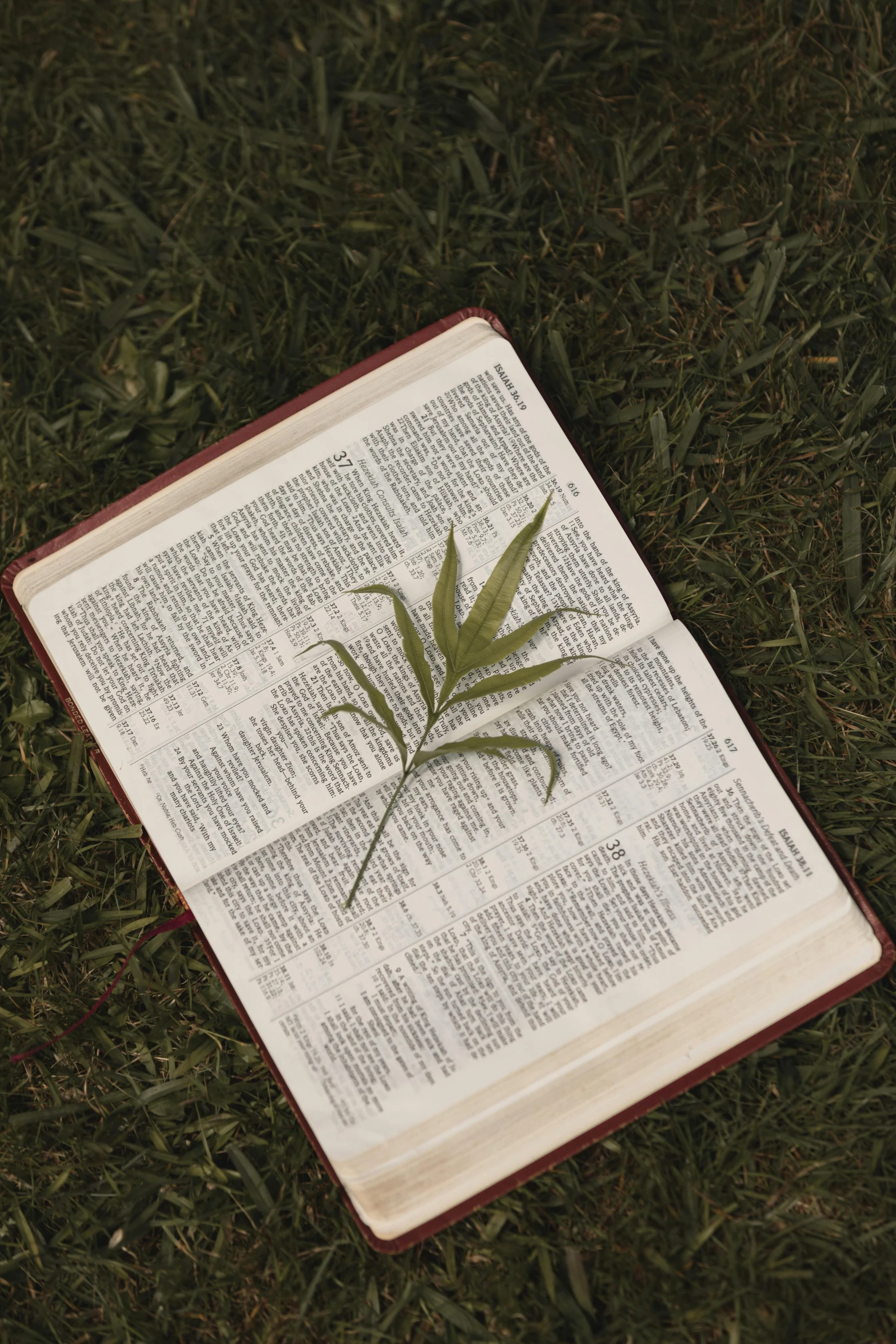 an open book on grass with a plant in it