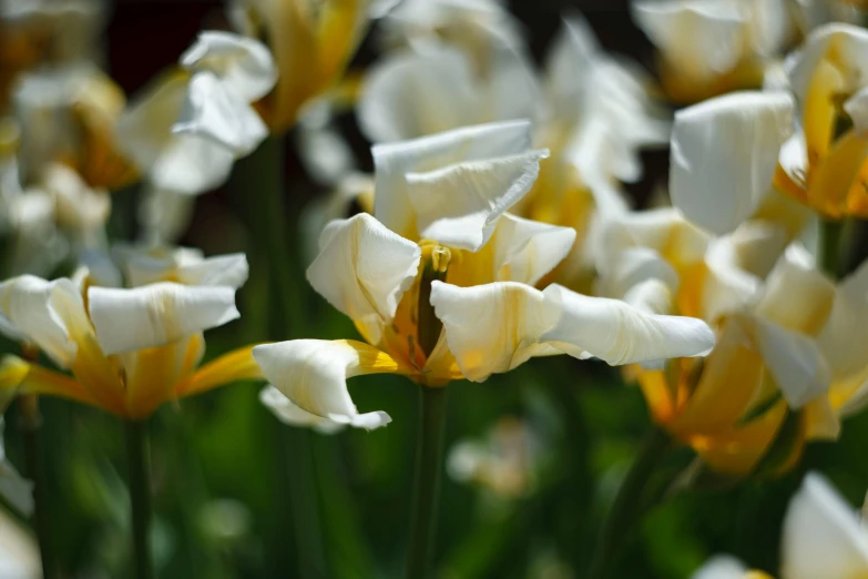 white and yellow flowers with long green stems