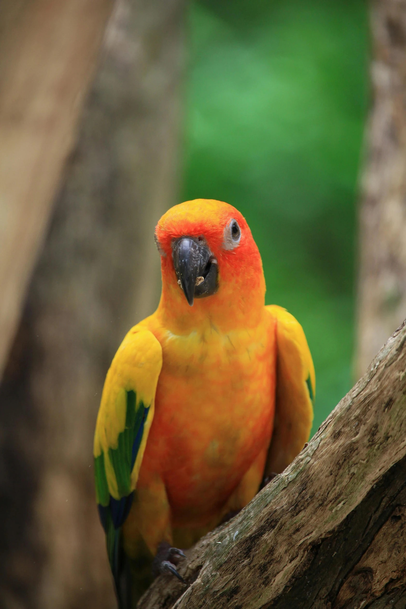 a yellow and orange bird is perched on a nch