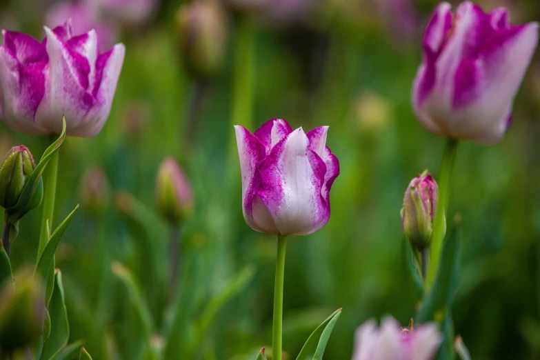 pink flowers are in the middle of some green plants