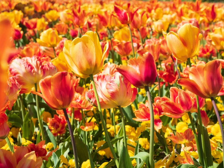 a field of red and yellow tulips are in bloom