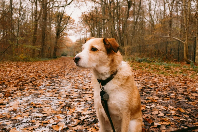 a dog on leash looking around outside