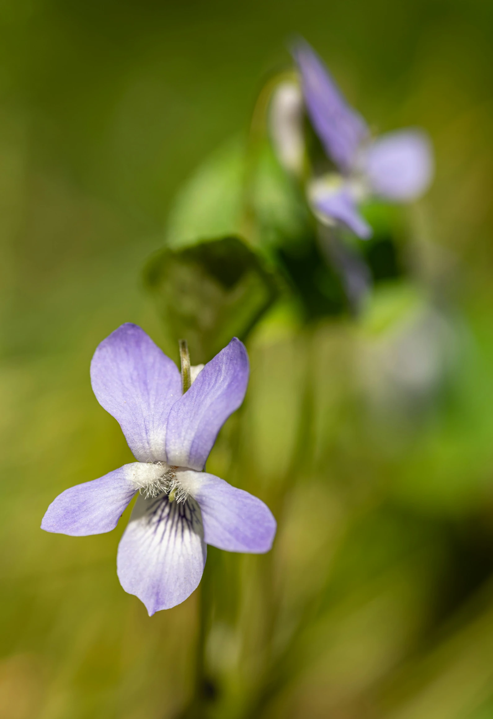 a small blue flower with green leaves in the background