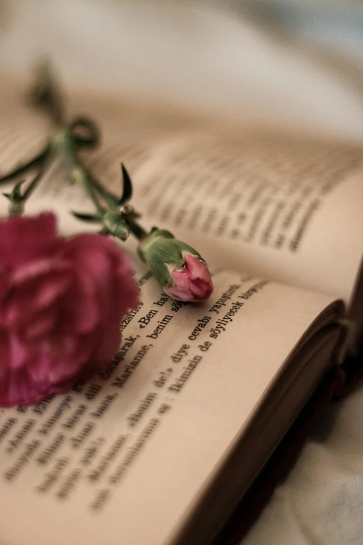 a single flower on top of a book