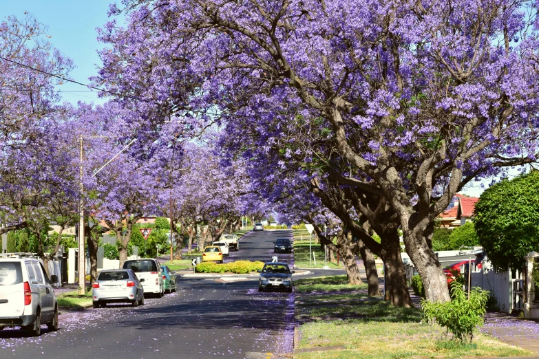 trees lining the street with cars parked in the lane