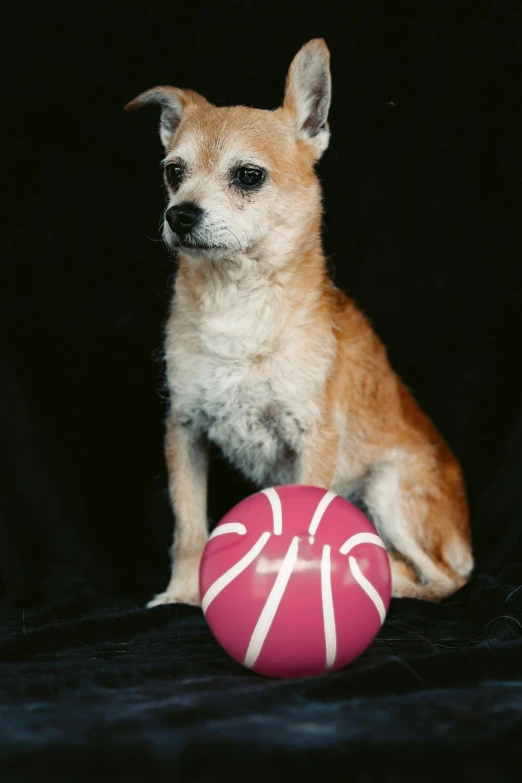 small dog sitting on the ground next to a ball