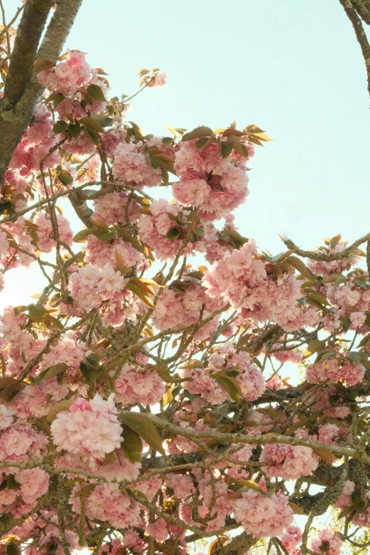 pink flowers are blooming on the nches of a tree