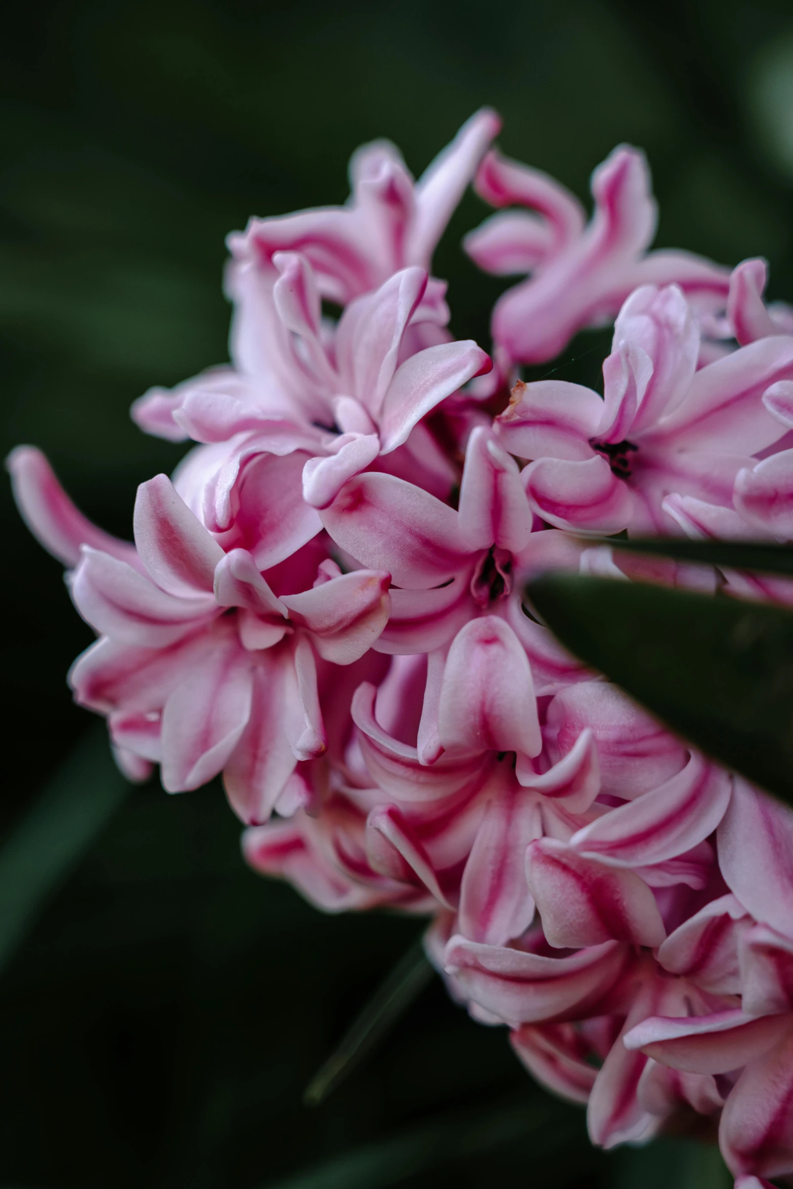 pink flowers on top of green leaves