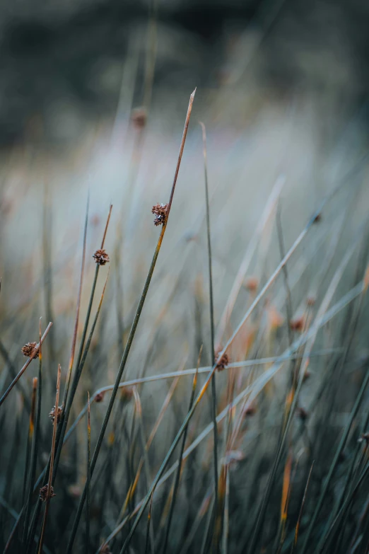 a field with dry grass and weeds growing