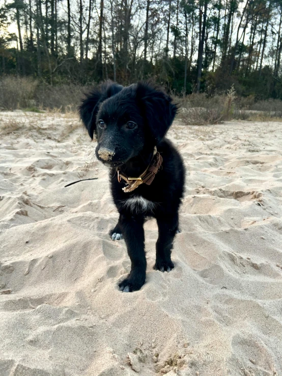 the black dog is standing in the sand