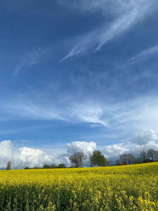 clouds in the sky are forming over a yellow field