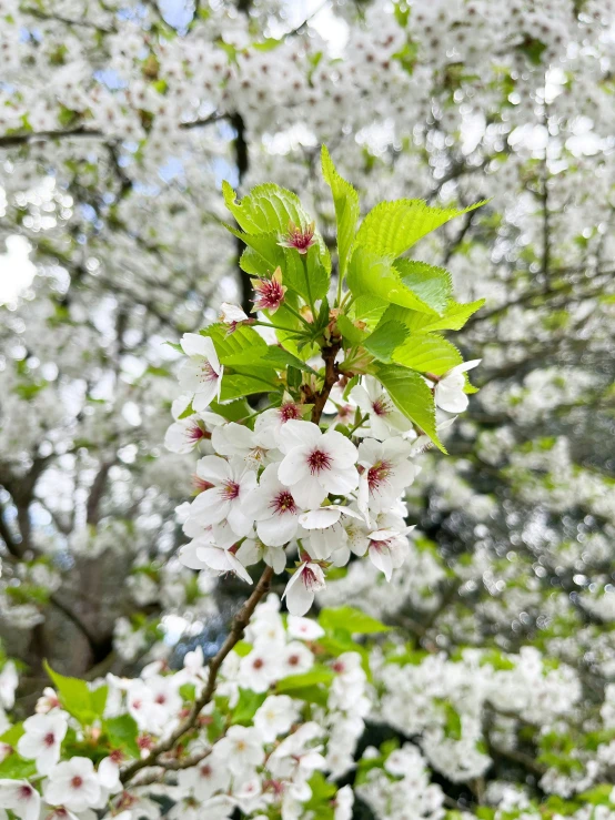 a bunch of flowers on the nch of a tree