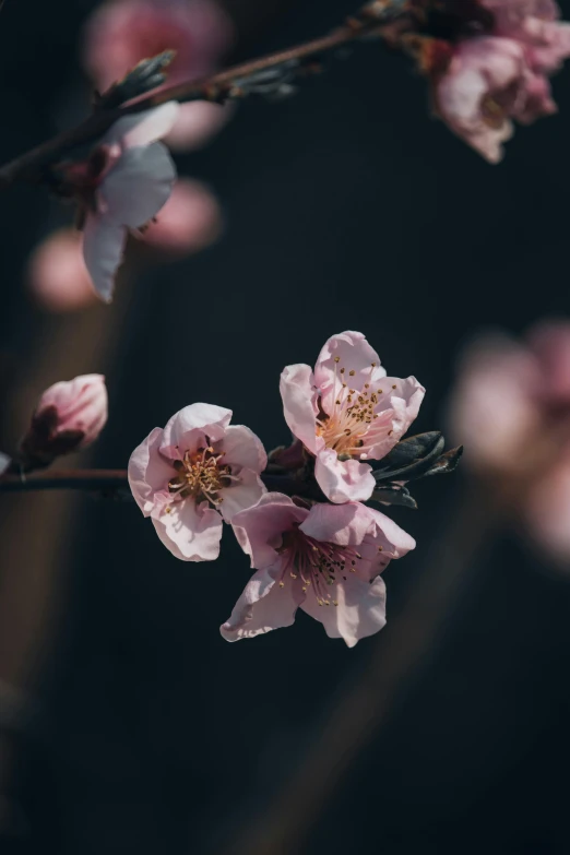 a cluster of blossoms on tree nches in full bloom