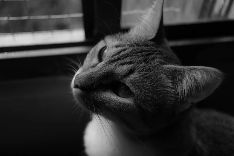 a black and white po of a cat looking outside