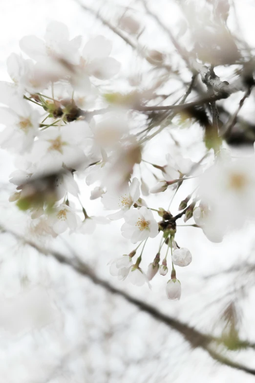 some white flowers and some nches with leaves