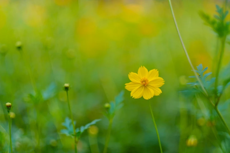 there is a yellow flower in a grassy field