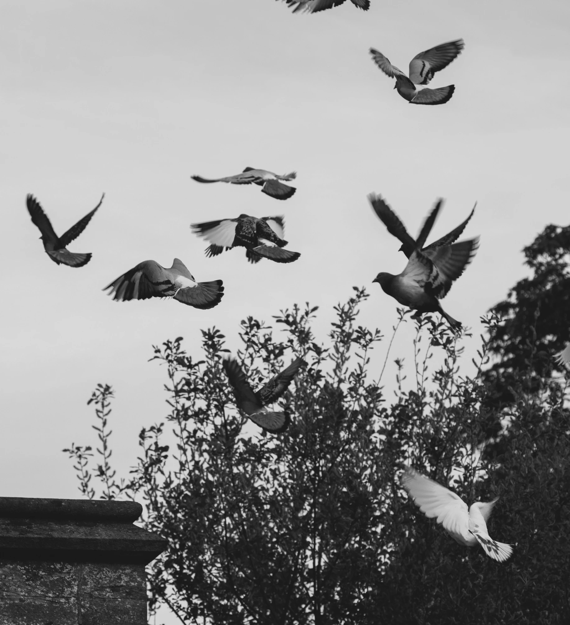 several birds flying over a tree on a partly cloudy day