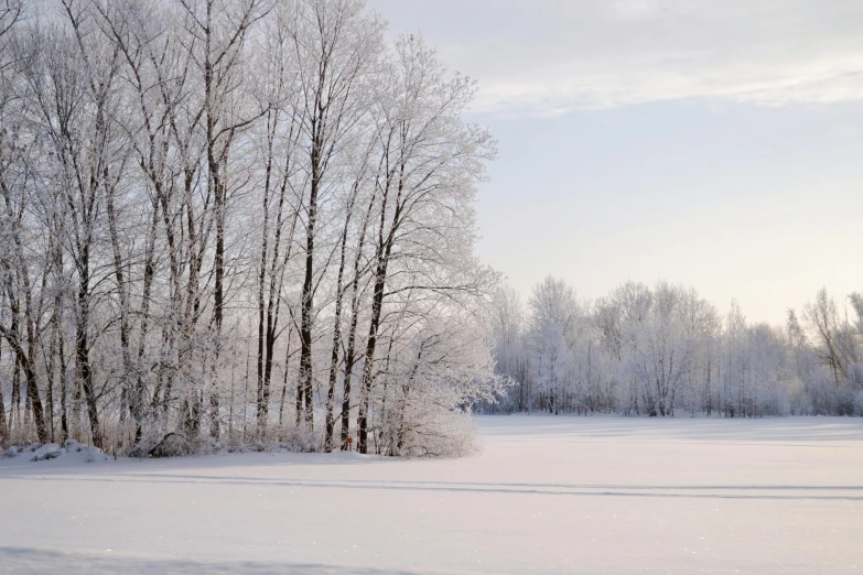 the snow covered landscape has snow and trees