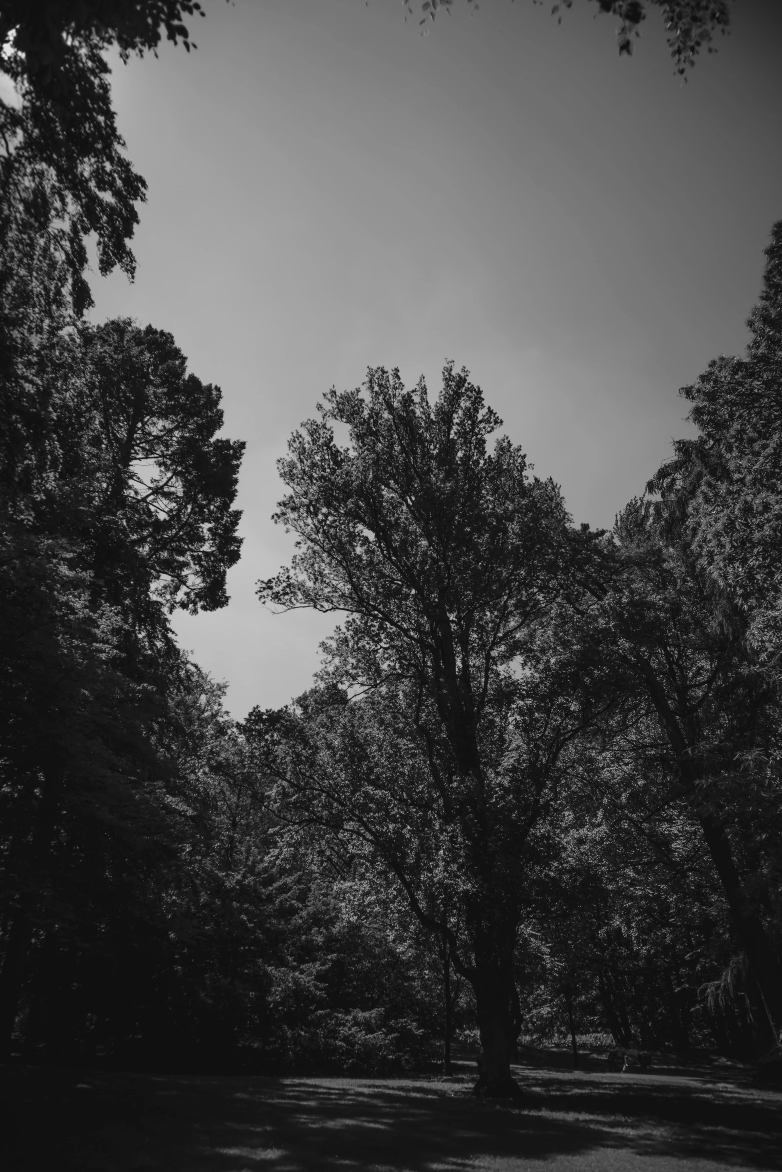 a black and white po of the woods on a cloudy day