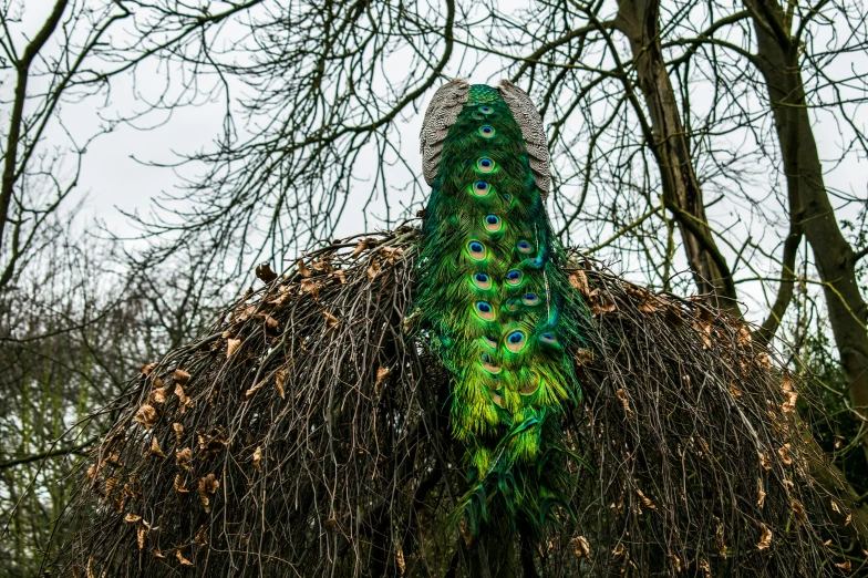 a large bird standing on top of a dry grass covered tree