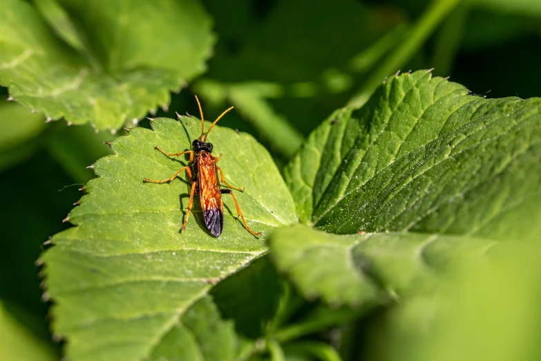 a brown bug on a green leaf next to leaves