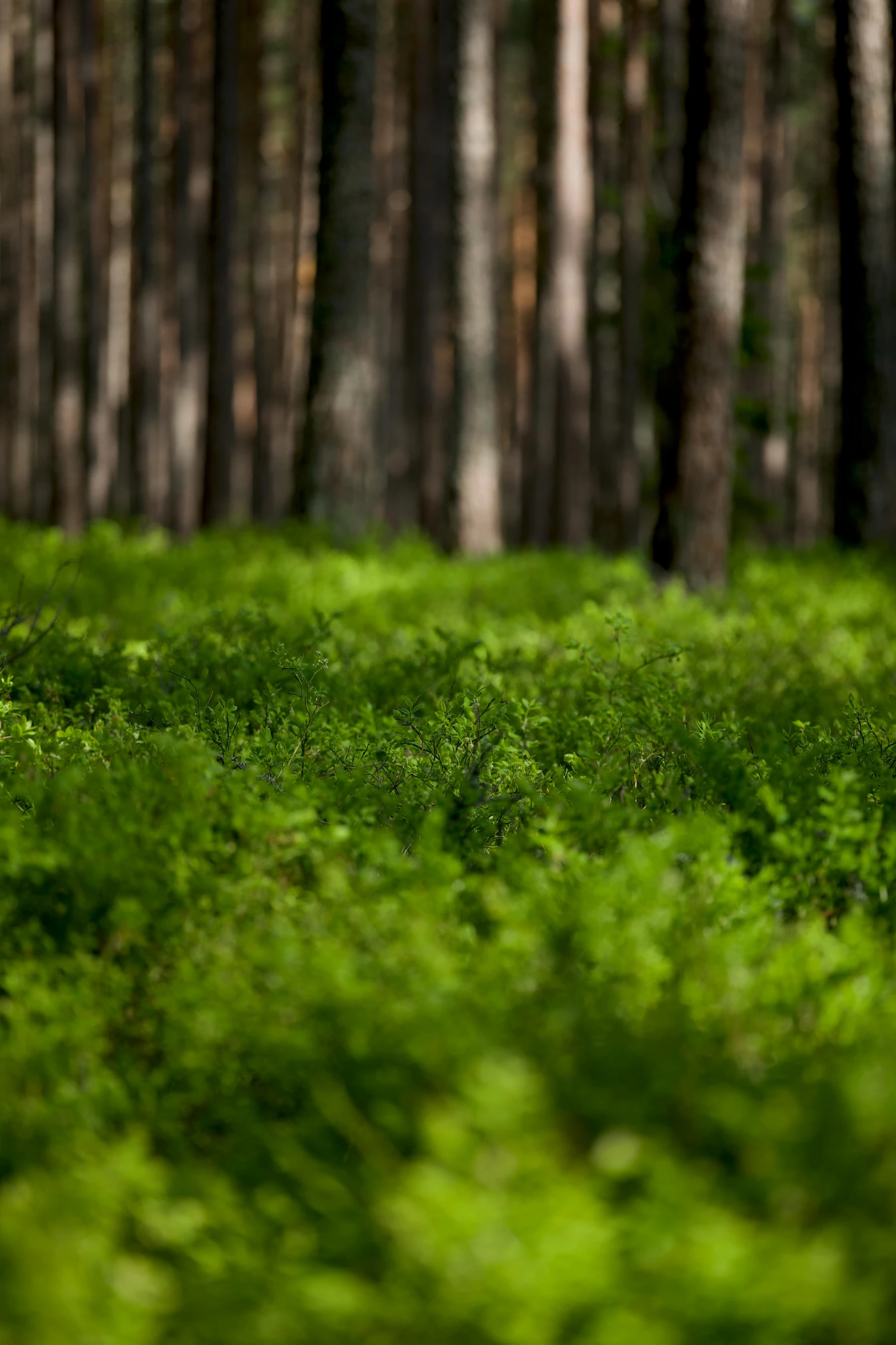 this is green grass with an image of some trees in the background