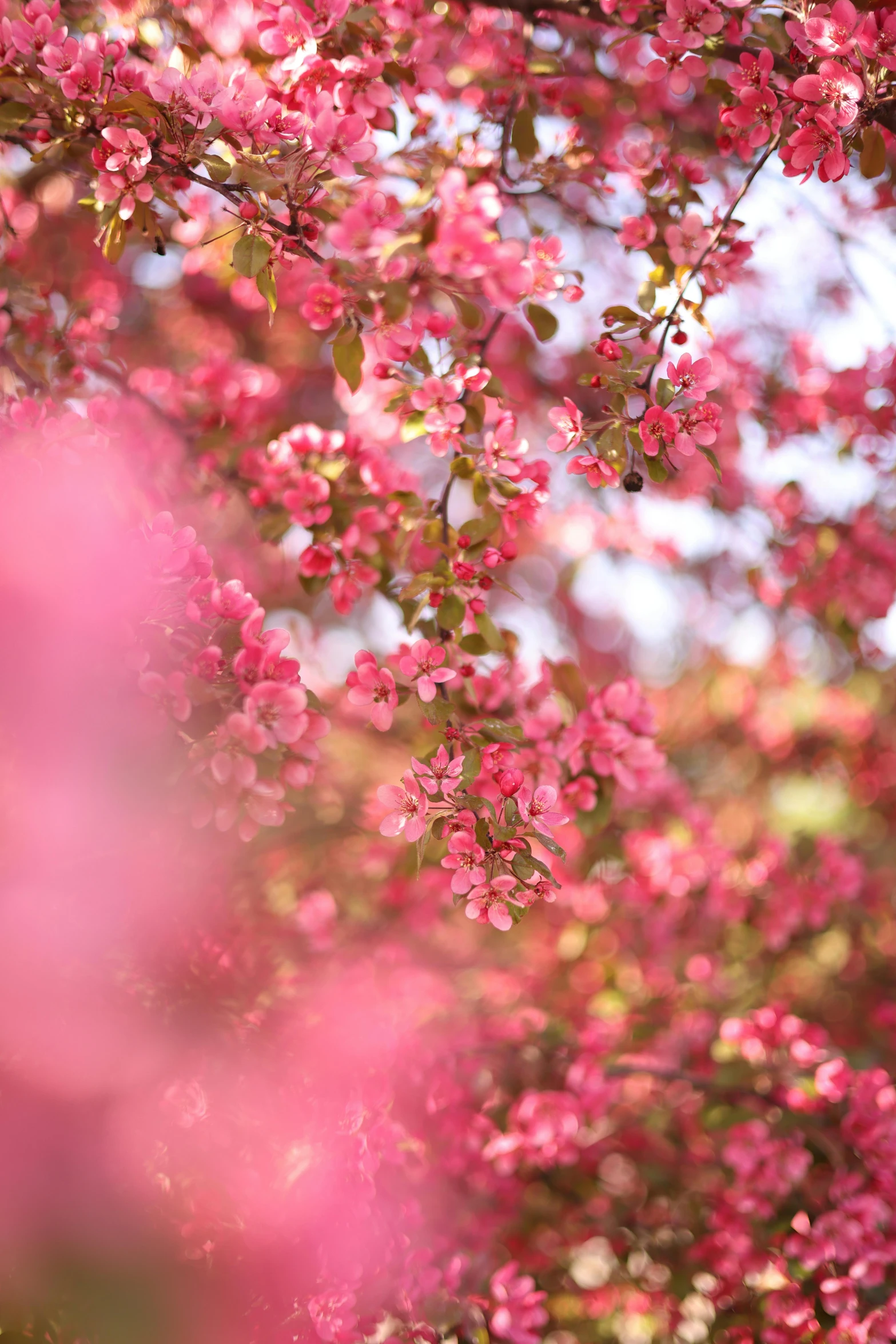 beautiful pink blossom blooming in the spring