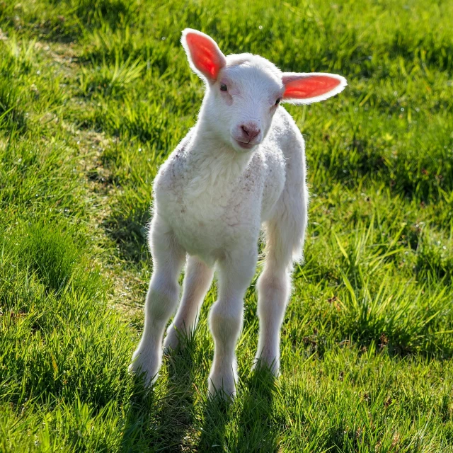 the young lamb is standing in the field alone