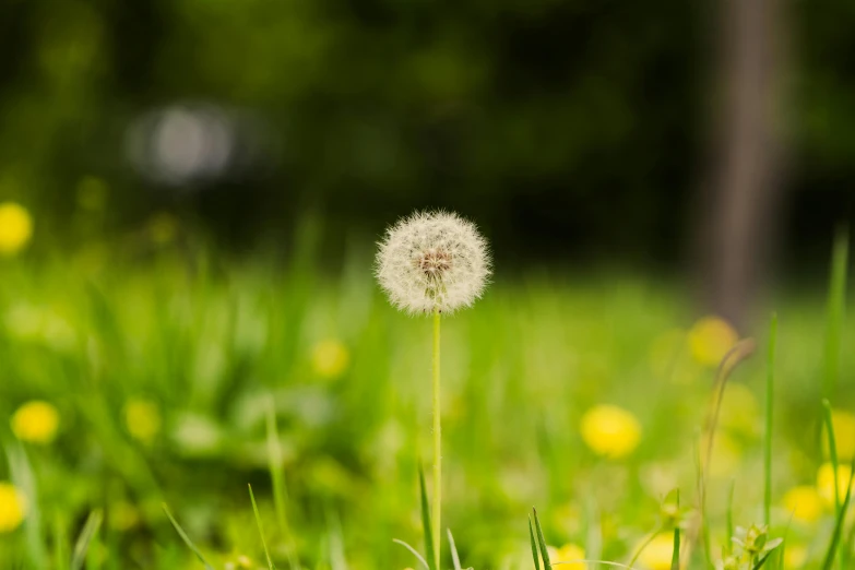 a dandelion on the green and yellow grass