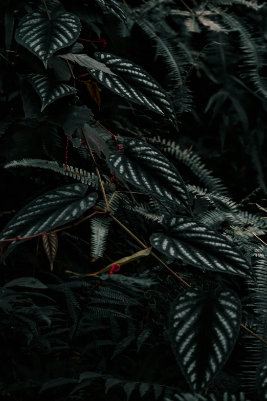 the back side of green, gray and white leaves