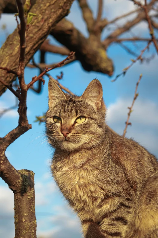 a close up of a cat on a tree with a sky background