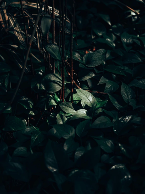 a close up of a lush green plant on the ground