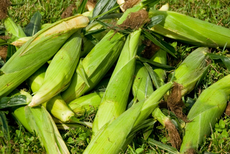 the leaves and flowers of some corn are in the grass