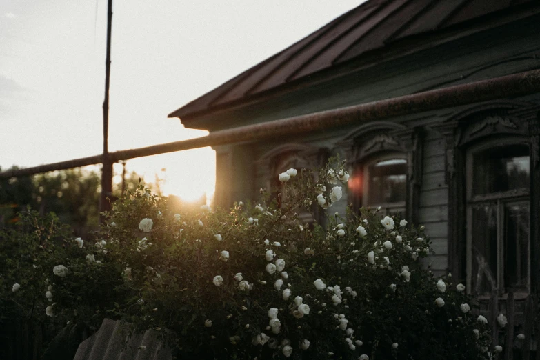 a train with the sun going down by some plants