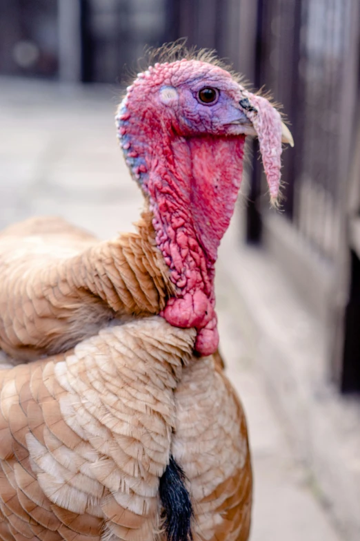 a turkey standing on its hind legs by a fence