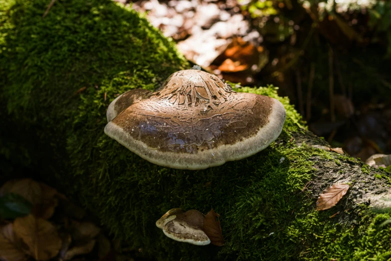 a mushroom on a tree covered in green moss