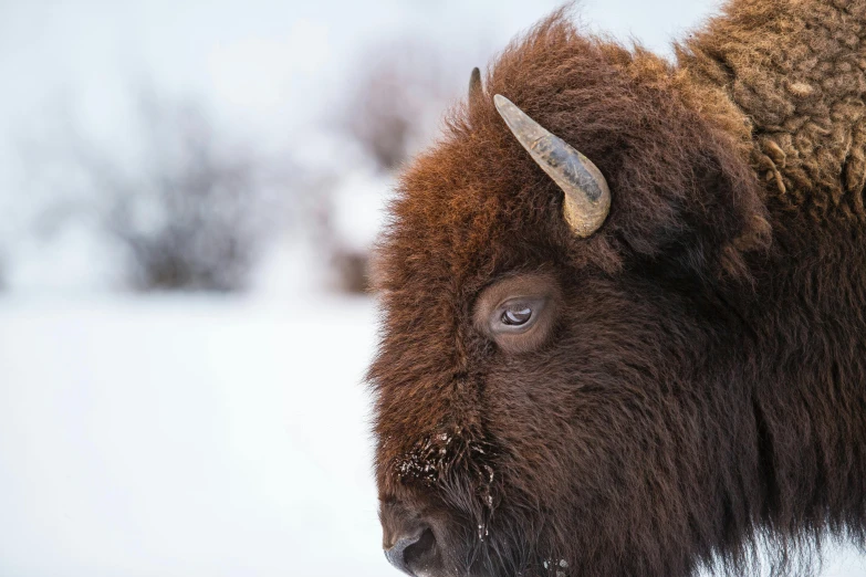 a lone buffalo with large horns stands in snow