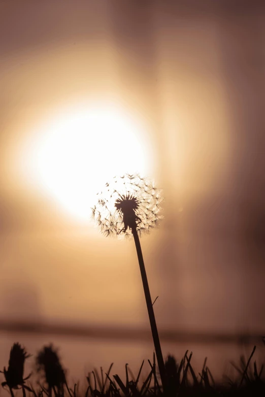 a dandelion flower with the sun in the background