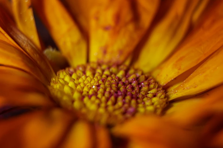 a close up of a yellow flower with a green center