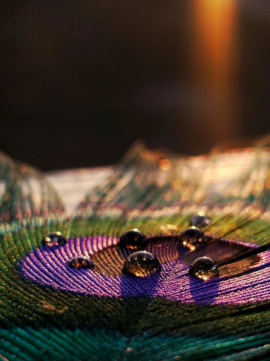 a close up s of a purple and green feather