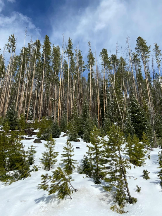 the tree line in winter with snow on ground