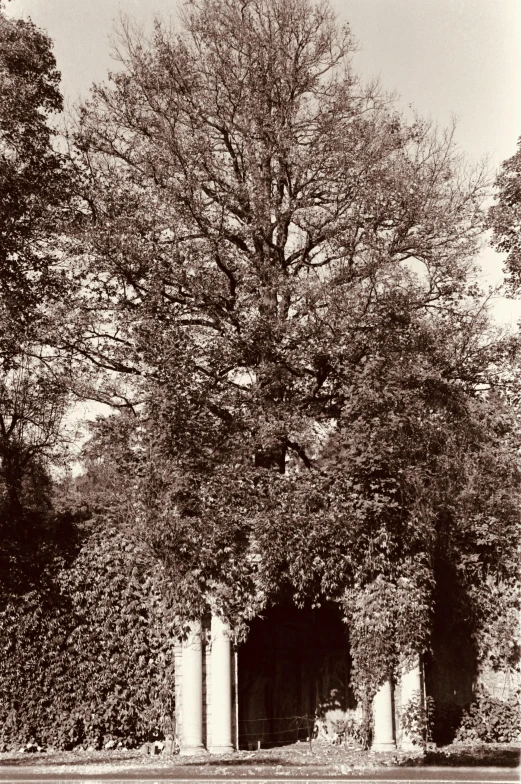 the tall tree stands alone outside a large building