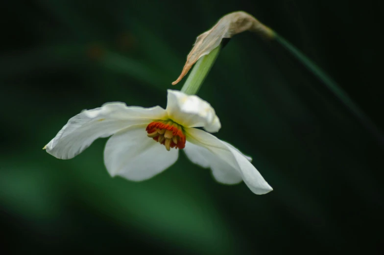 a close up po of a flower with leaves in the background