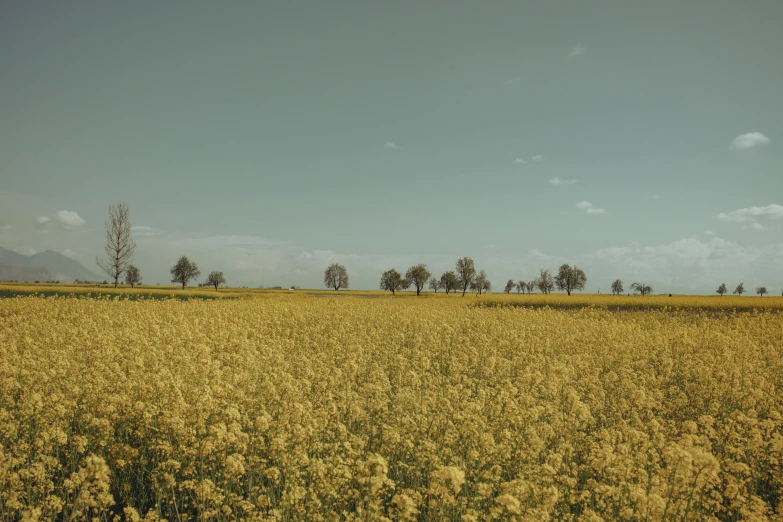 a field filled with lots of tall grass