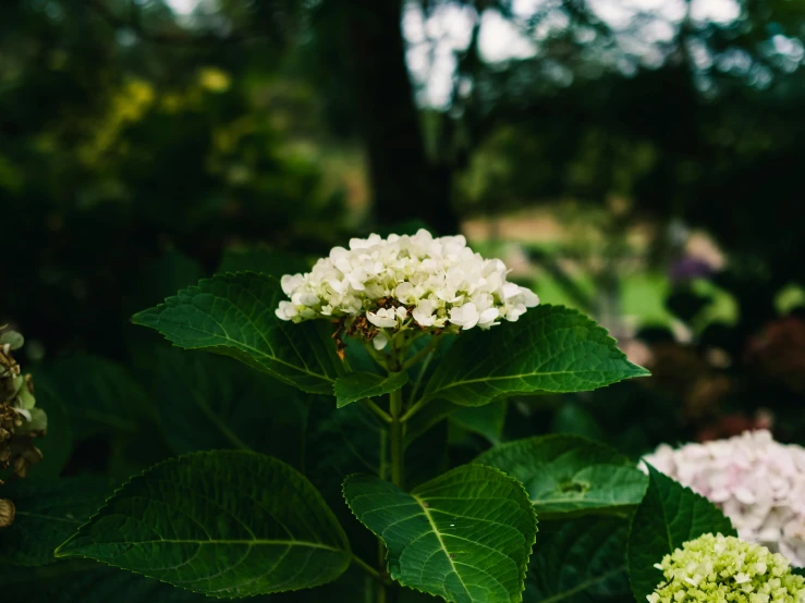 there are two very pretty flowers and one has green leaves