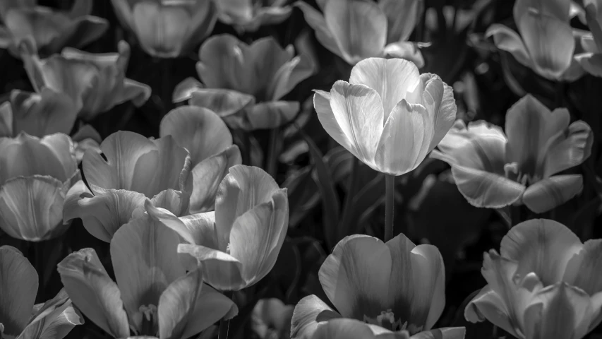 black and white pograph of many flowers in bloom