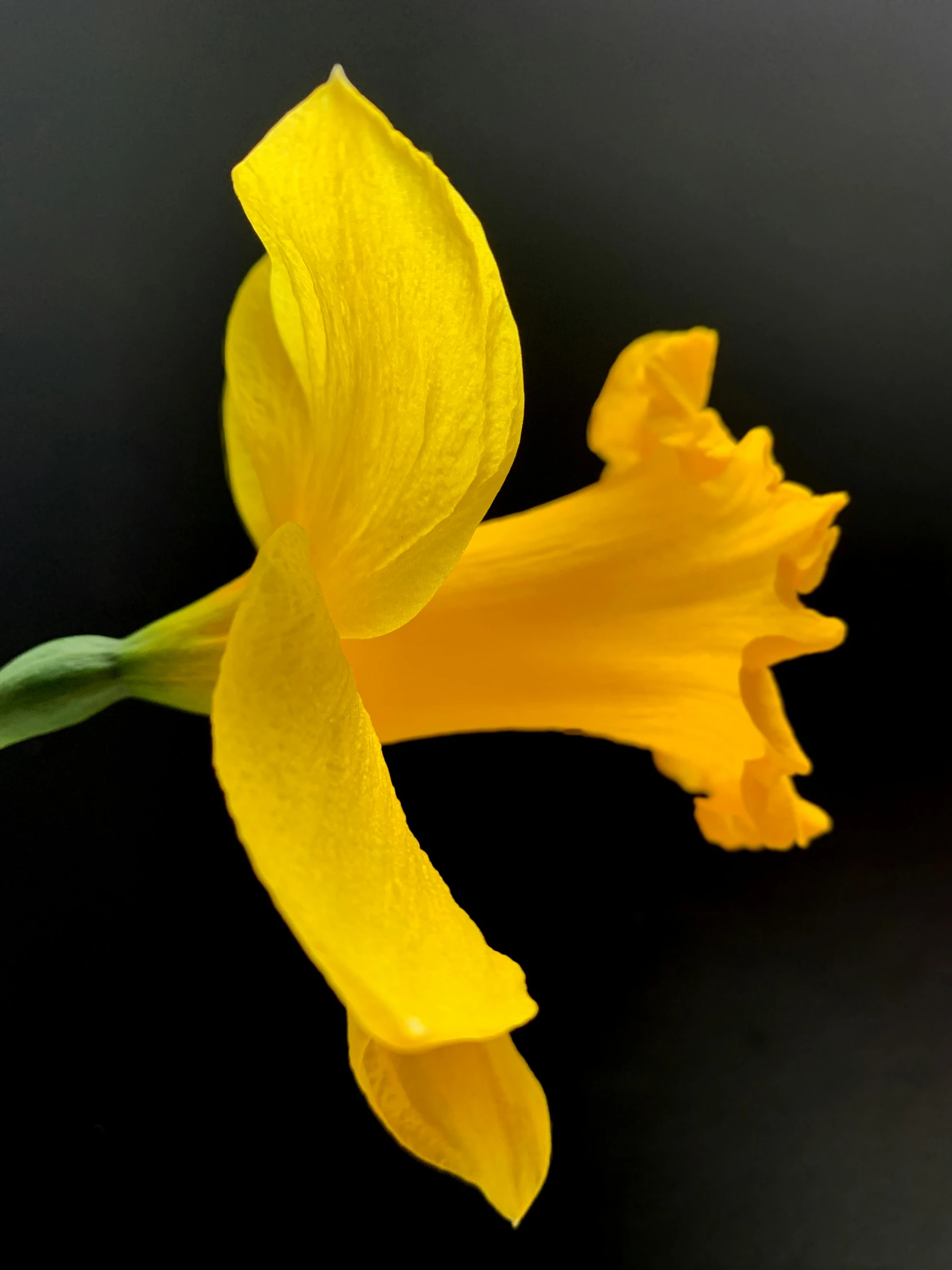 two yellow flowers with green stems on a black background