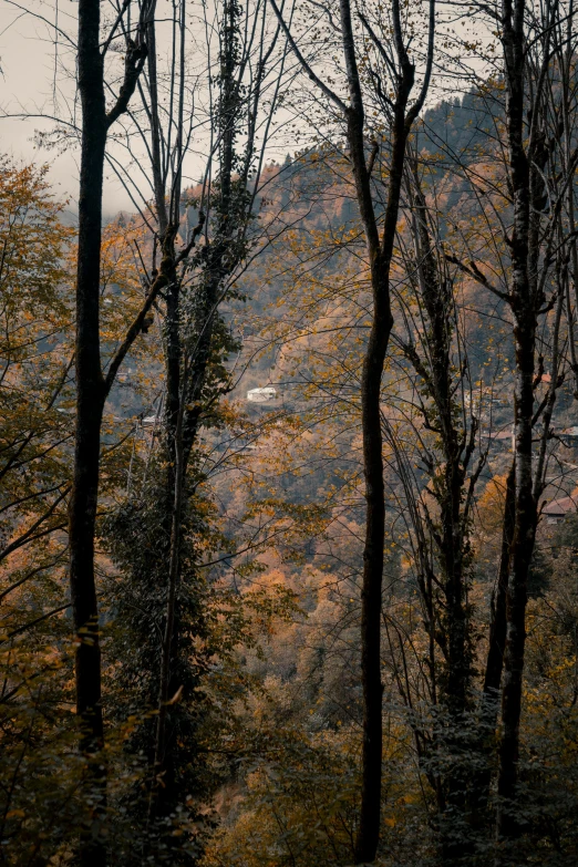 the view of a wooded area is seen through thin trees