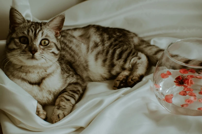 a kitten on white blankets with a bowl and small fish bowl